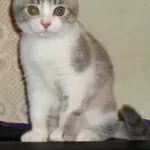 Шотландские вислоухие котята. Трехцветная малышка скоттиш-фолд. 2, 5 мес.
