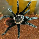 Продам пауки Брахипельма ваганс (Brachypelma vagans)