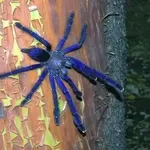 Продам пауки Lampropelma violaceopes (Cyriopagopus sp. Blue )