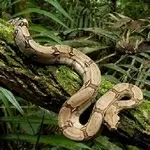 Продам Обыкновенный удав ( Boa constrictor )