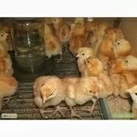Продам цыплят Ломан Браун и Испанки-голошейки 20 гр.