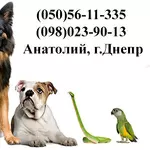 Виклик ветеринара додому Дніпро,  Кастрація,  Стерилізація