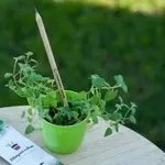 Корпоративні подарунки для IT компаній.