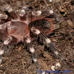 Acanthoscurria geniculata продам