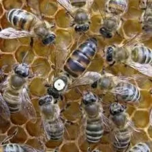 Продам плодные пчелиные матки с 15 мая 