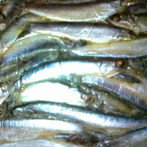 Рыба,  морепродукты
