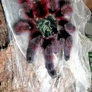 Продам Avicularia versicolor л1