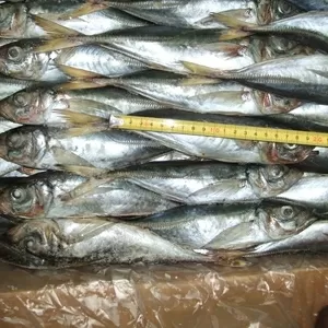 Продажа свежемороженой рыбы Мавритания