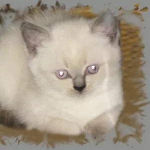 ПРОДАМ белого (блю-поинт) котенка шотландский страйт