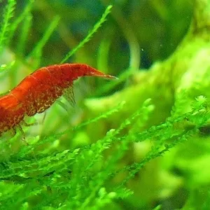 Вишневая Креветка Ред Черри (Neocaridina Heteropoda var. Red)