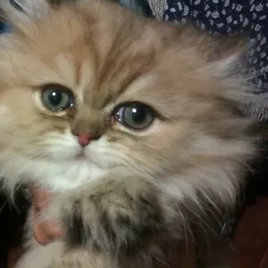  Продам персидского котенка редкого окраса