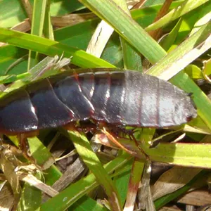 Продам Суринамский таракан (Pycnoscelus surinamensis). 