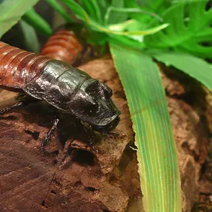 Продам Мадагаскарский таракан (Gromphadorhina portentosa)