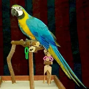 Африканские серые попугаи и попугаи ара для продажи''