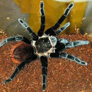 Продам пауки Брахипельма ваганс (Brachypelma vagans)