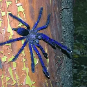 Продам пауки Lampropelma violaceopes (Cyriopagopus sp. Blue )