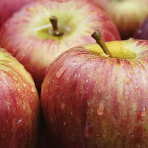 продаю яблоки   урожай 2014г