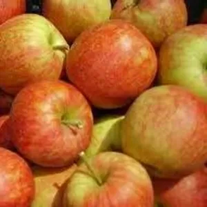 Сочные яблоки от производителя: голден,  джонаголд,  джонагоред
