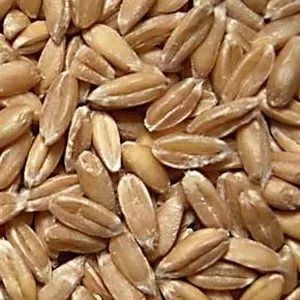 Продам полбу (цельная пшеница) в Украине