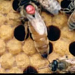 Продам пчеломаток,  маток итальянской породы