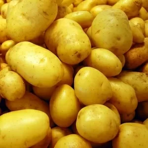 Закупаем посадочный картофель от 10т в любом регионе