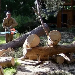 Спил дерева,  корчевка,  кронирование.