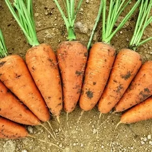Продам морковь сорта Шантоне