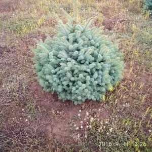 деревья кустарники саженцы