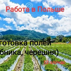 Рабочие для работы на полях,  ПОЛЬША