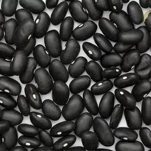 Пропонуємо квасолю у великих обсягах різних сортів. 