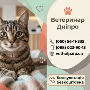 Виклик ветеринара додому Дніпро,  Кастрація,  Стерилізація