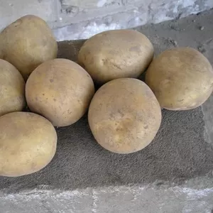 Продам картофель урожая 2010 года