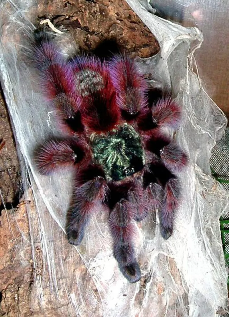 Продам Avicularia versicolor л1
