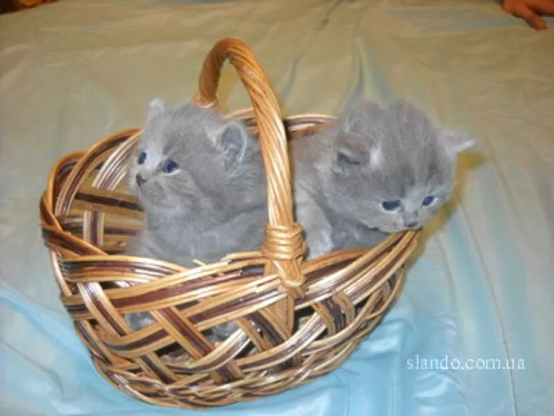 Продажа британских котят, окрас голубой.
