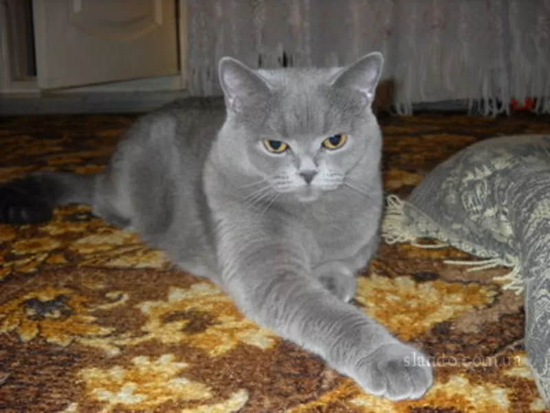 Продажа британских котят, окрас голубой. 2