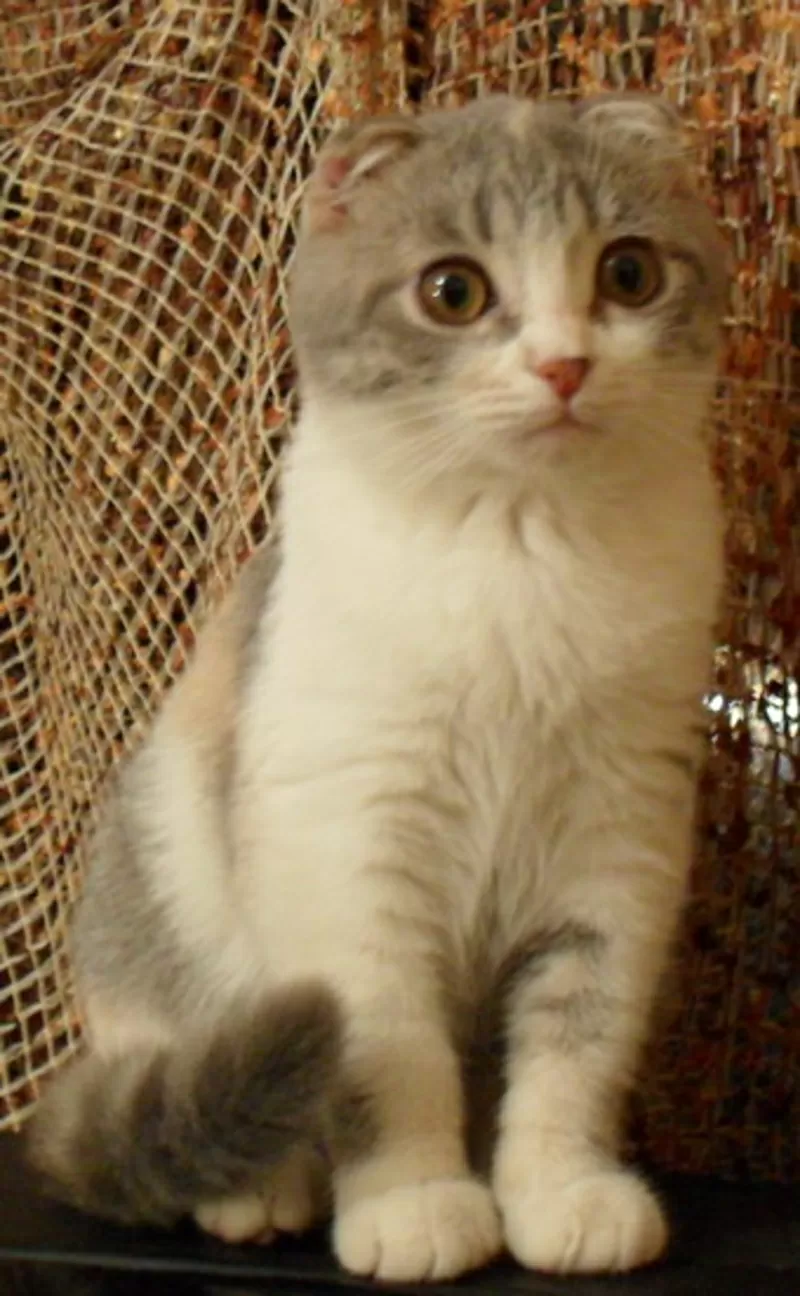 Шотландские вислоухие котята. Трехцветная малышка скоттиш-фолд. 2, 5 мес. 2