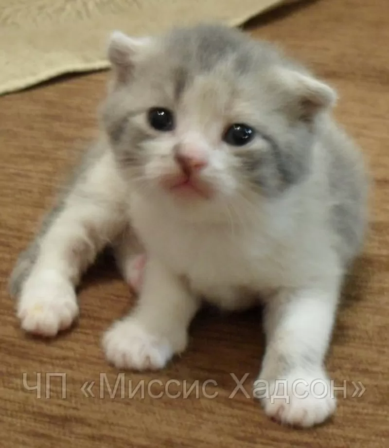 Шотландские вислоухие котята. Трехцветная малышка скоттиш-фолд. 2, 5 мес. 4