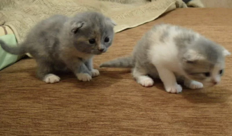 Шотландские вислоухие котята. Трехцветная малышка скоттиш-фолд. 2, 5 мес. 5
