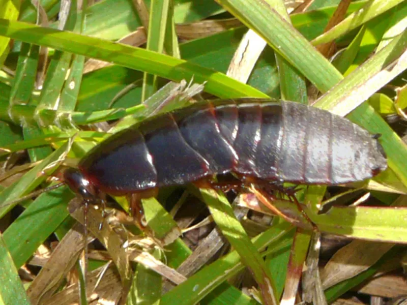 Продам Суринамский таракан (Pycnoscelus surinamensis). 