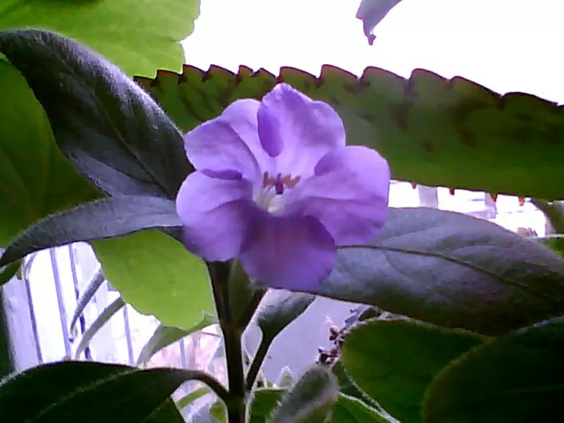 Продам Ruellia caroliniensis