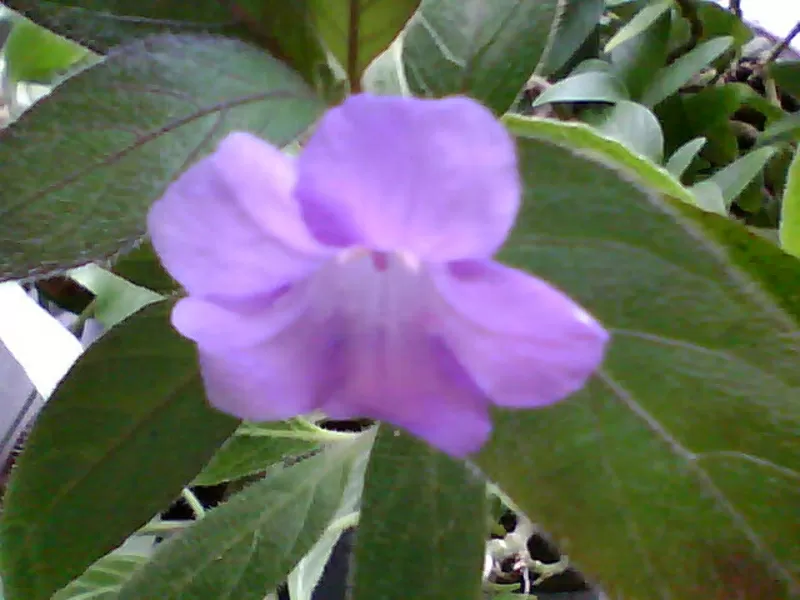 Продам Ruellia caroliniensis 2