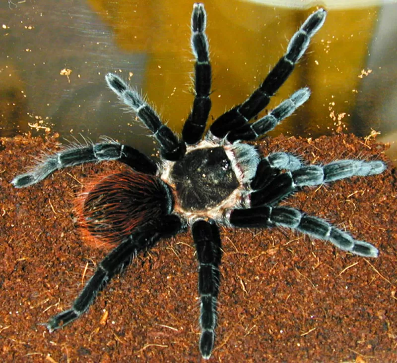 Продам пауки Брахипельма ваганс (Brachypelma vagans)