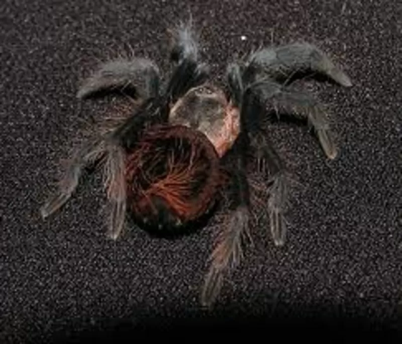 Продам пауки Брахипельма ваганс (Brachypelma vagans) 2