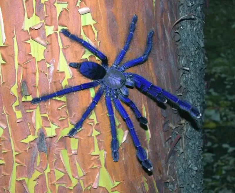 Продам пауки Lampropelma violaceopes (Cyriopagopus sp. Blue )