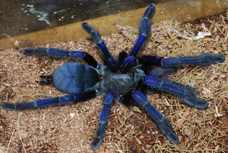 Продам пауки Lampropelma violaceopes (Cyriopagopus sp. Blue ) 2