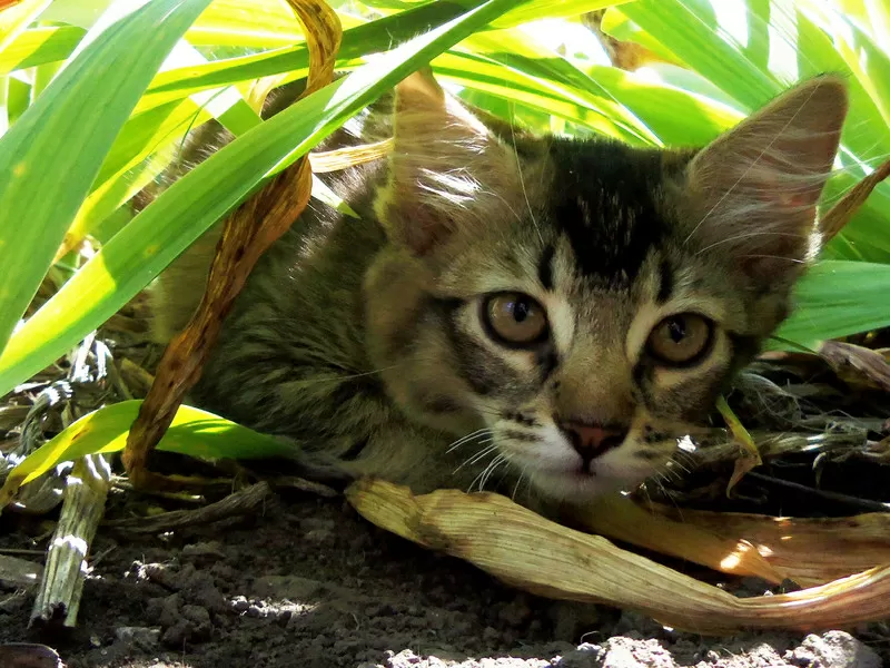 Маленький котёнок ищет друга! 3