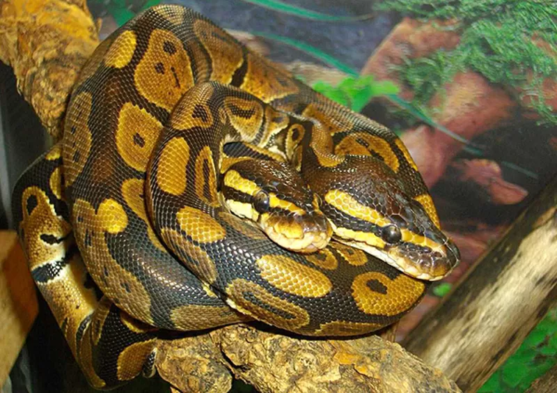 Продам Питоны королевские ( Python regius ) 2