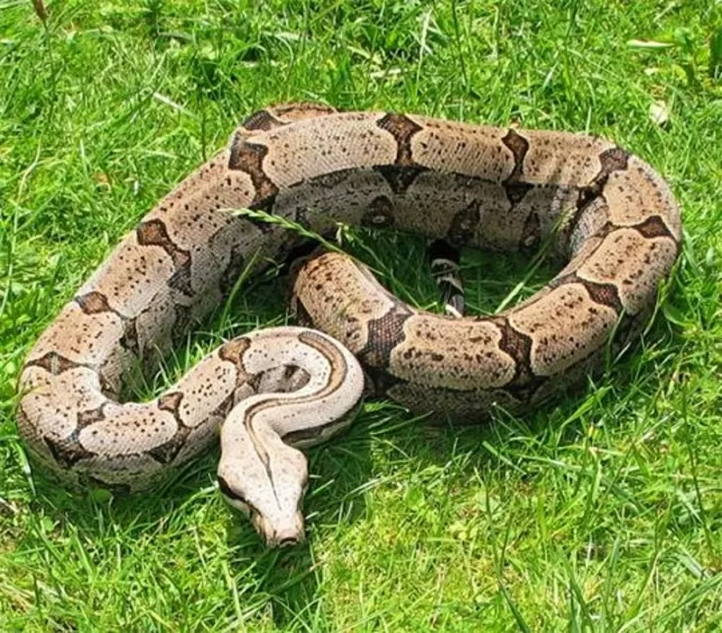 Продам Обыкновенный удав ( Boa constrictor ) 2