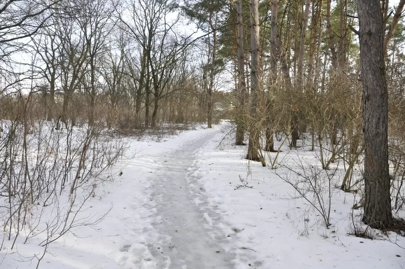 Участки в хвойном и дубовом лесу в Орловщине Новомосковского района 9