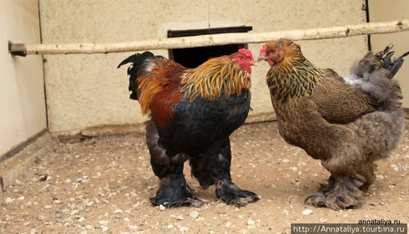 Продам цыплят брама светлая и куропатчатая,  кокинхин черный,  орпингтон 2